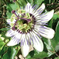 Passiflora caerulea