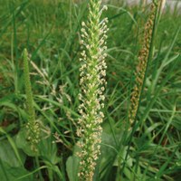 Plantago major