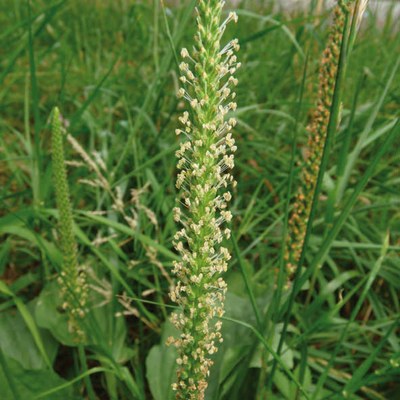 Plantago major