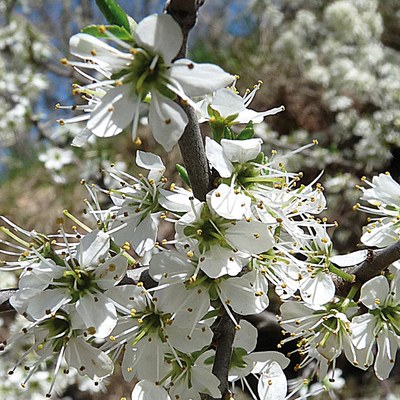 Prunus spinosa