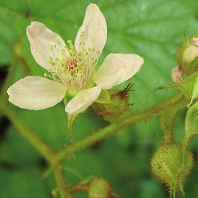 Rubus hirtus