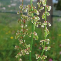 Rumex acetosa