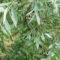 Salix alba