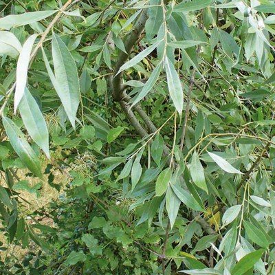 Salix alba