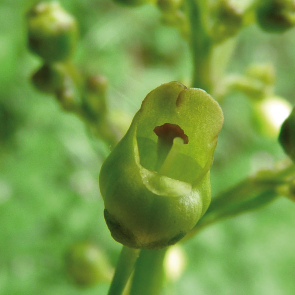 Scrophularia nodosa