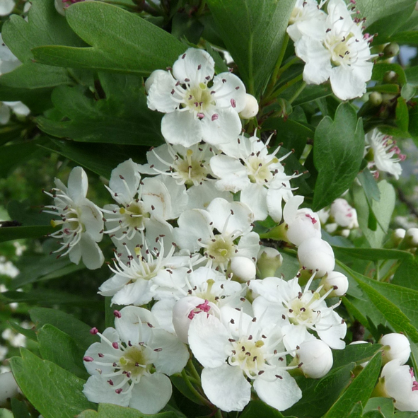 Crataegus monogyna