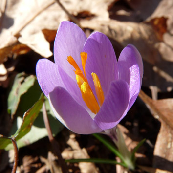 Crocus neapolitanus