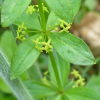 Cruciata glabra