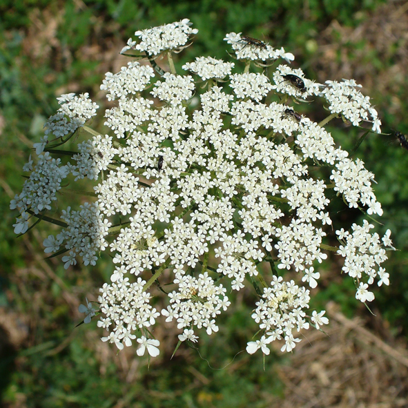 Daucus carota