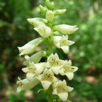 Digitalis lutea