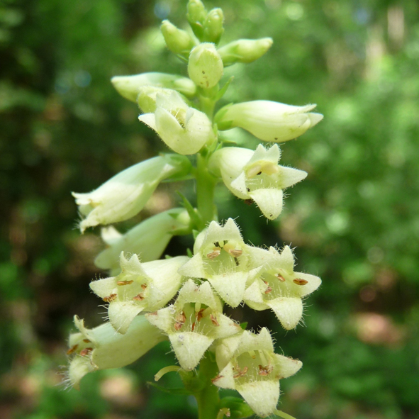 Digitalis lutea