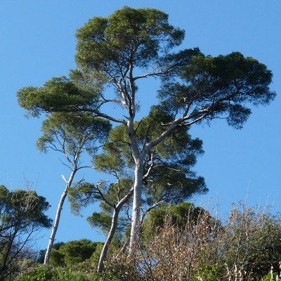 Pinus pinea