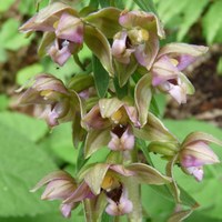 Epipactis helleborine