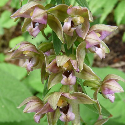 Epipactis helleborine