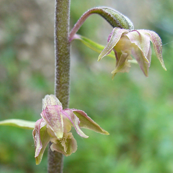 Epipactis microphylla