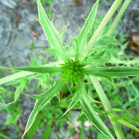 Eryngium campestre