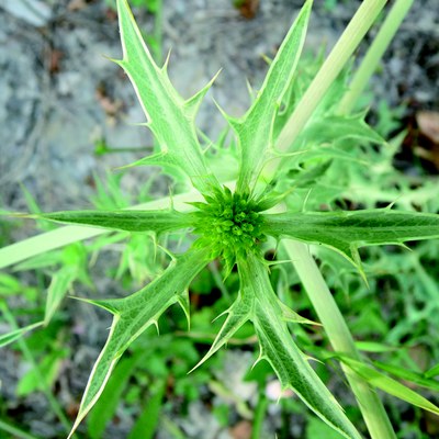 Eryngium campestre