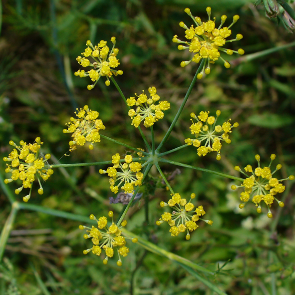 Foeniculum vulgare