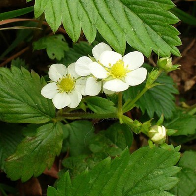 Fragaria vesca