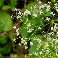 Galium album