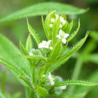 Galium aparine