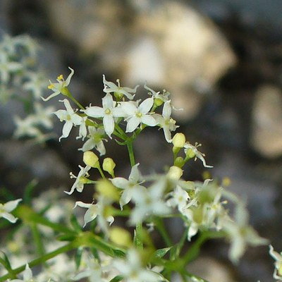 Galium corrudifolium