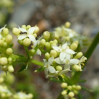 Galium lucidum