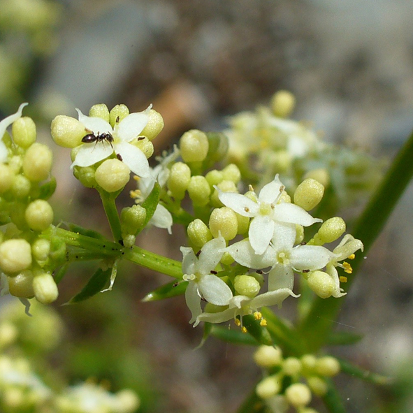 Galium lucidum