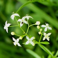 Galium mollugo