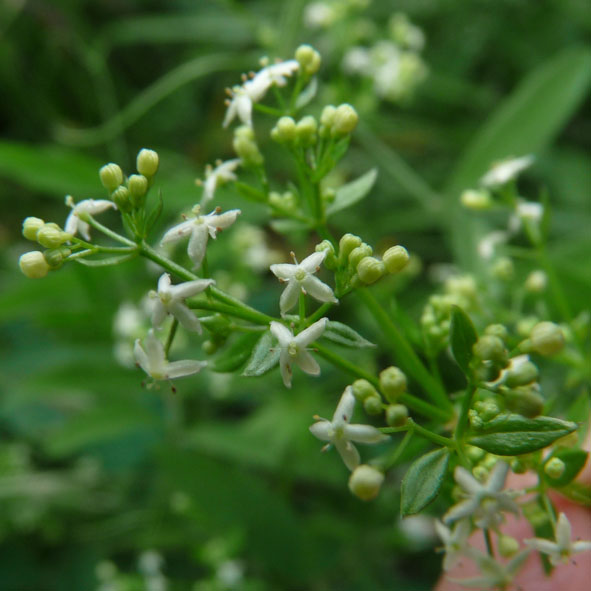 Galium parisiense