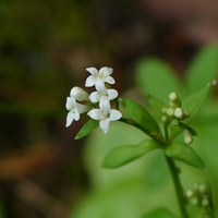 Galium rotundifolium