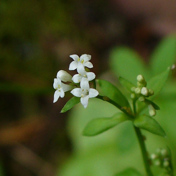 Galium rotundifolium