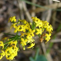 Galium verum