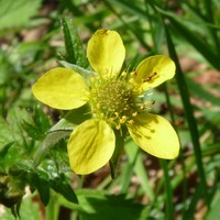 Geum urbanum