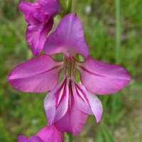 Gladiolus segetum