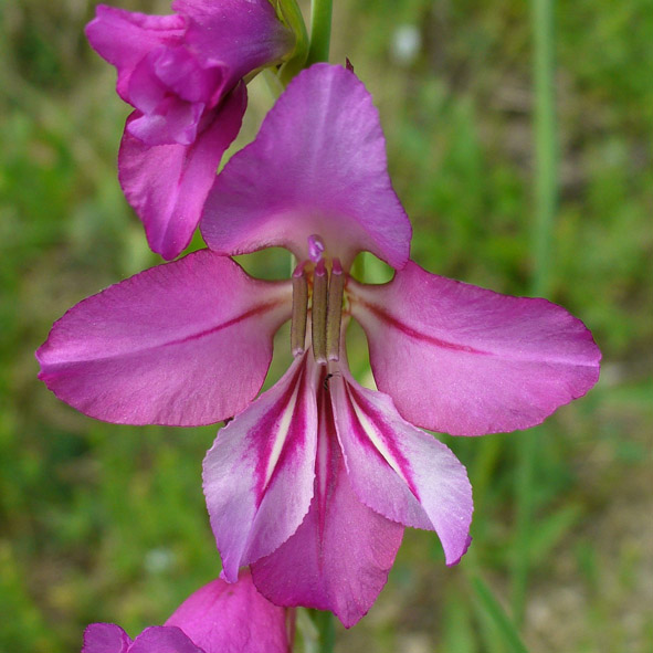 Gladiolus segetum