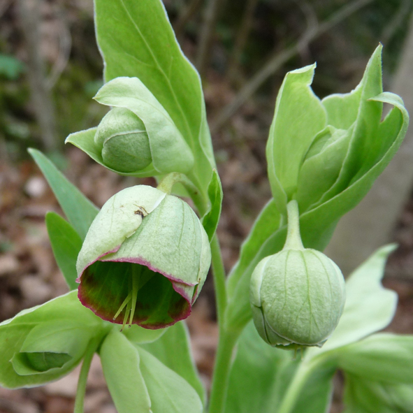 Helleborus foetidus