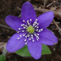 Hepatica nobilis