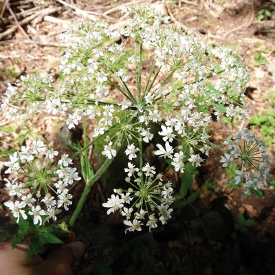 Heracleum spondylium