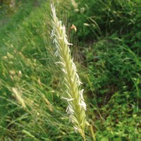 Hordeum bulbosum