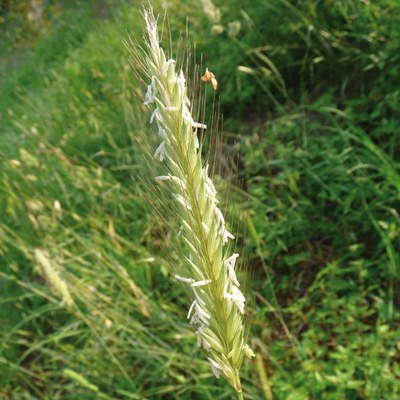 Hordeum bulbosum