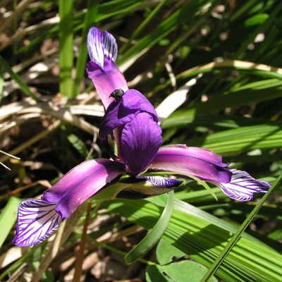 Iris graminea