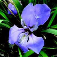 Iris unguicularis (alloctona)