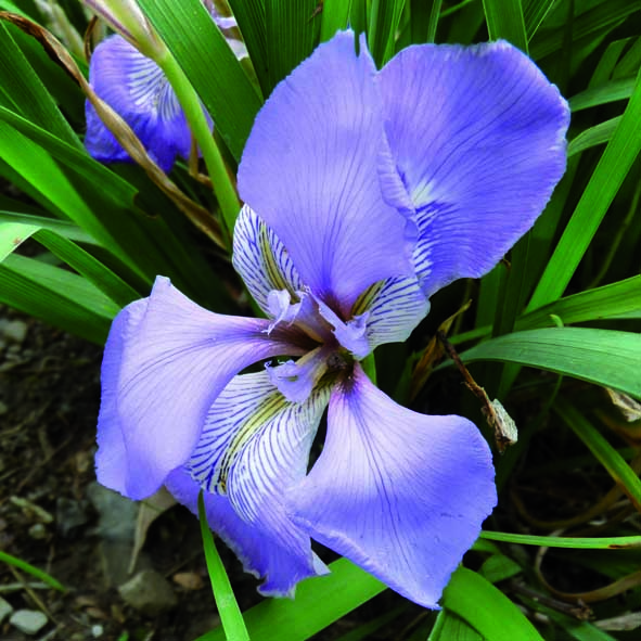 Iris unguicularis (alloctona)