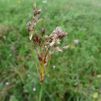 Juncus sp.