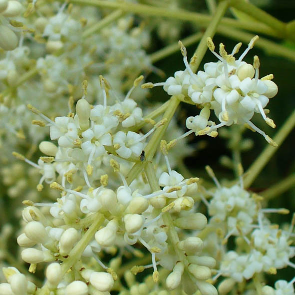 Ligustrum lucidum