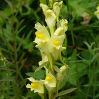 Linaria vulgaris