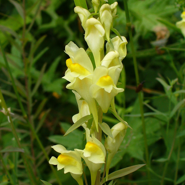 Linaria vulgaris