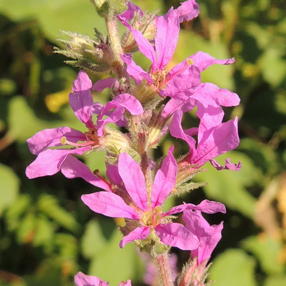 Lithrum salicaria