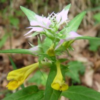 Melampyrum italicum